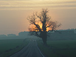 Crazy Tree