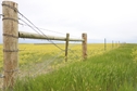 Prairie